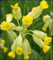 En quoi puis-je me dguiser ?