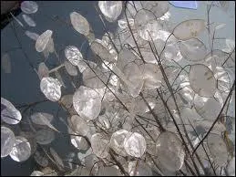 Que puis-je bien devenir ?