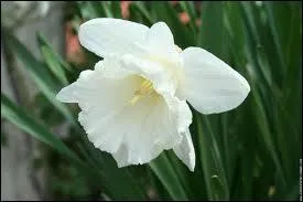 Mais que puis-dire sous mon dguisement ?