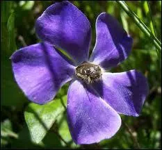 En quoi puis-je me dguiser ?