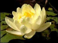 Sous un drle de dguisement, pourquoi ai-je fait la publicit ?