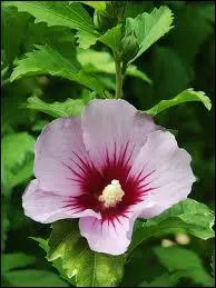 L'Hibiscus est la fleur nationale de quel pays asiatique ?