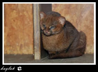 On trouve celui-ci en Amazonie, le ... .