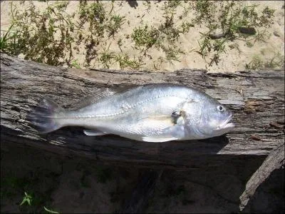 Ce poisson est un ...