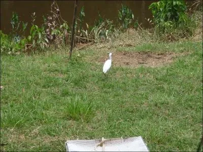 Et cet oiseau de Guyane, tout blanc est ...