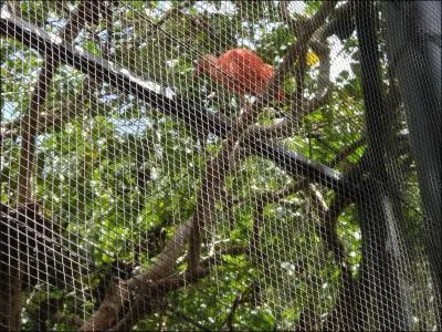 On le trouve dans les mangroves !