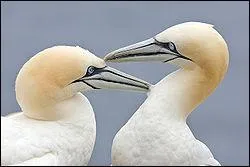 Quel est le plus gros oiseau des mers d'Europe ?