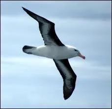 Quel oiseau a la plus grande envergure (3, 5 mtres) ?