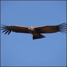 Quel oiseau est vnr dans les Andes ?