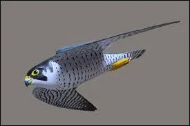 Quelle vitesse peut atteindre en piqu un faucon plerin ?