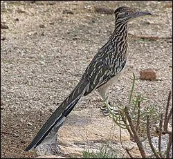 Quel oiseau de dessin anim a t inspir par le grand gocoucou ou gocoucou de Californie ?