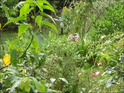 Ce quiz me pose des problmes, j'ai l'esprit ...