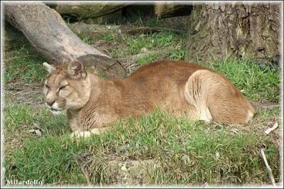 L'quipe de rugby d'Argentine s'appelle :