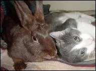 Le lapin est-il plus actif la nuit ou la journe ?