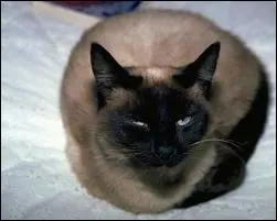 Quel est leur poids ?