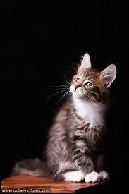 Quelle est leur alimentation ,