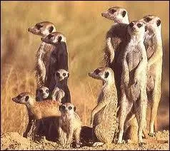 Ils vivent dans des savanes africaines !