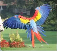 Il survole les forts d'Amrique du Sud !