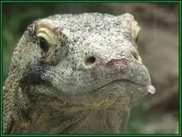 Un norme cousin du varan du Nil !