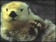 Celle-ci, par contre, adore les coquillages et les crabes !