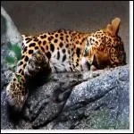 Il est install sur une branche, sous le soleil africain !