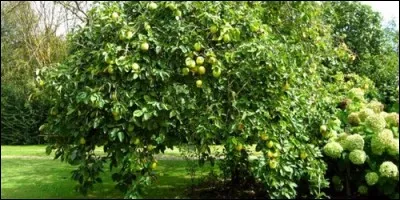 Quel est le fruit du cognassier ?