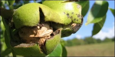 Comment s'appelle l'écorce verte d'une noix ?