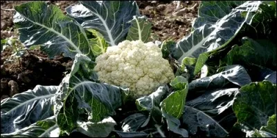 A quelle famille appartient le chou-fleur ?