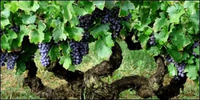 Comment s'appelle un pied de vigne ?