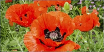 Quelle plante produit l'opium ?