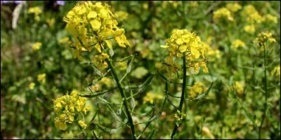 Quelle est la couleur de la fleur de moutarde ?