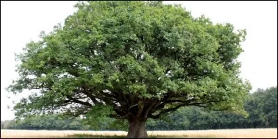Quel est le fruit du chêne ?