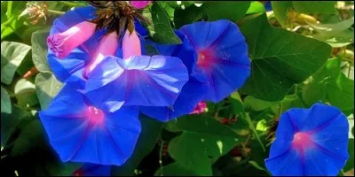 Comment s'appelle cette plante herbacée annuelle de la famille des Convolvulacées, appelée aussi "volubilis" ?