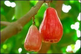 Elle porte le nom d'une friandise de fte foraine !