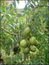 Son appellation de prune vient de sa ressemblance avec les ntres !