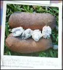 Il en existe de nombreuses espces diffrentes, les ...