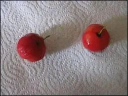 Rien  voir avec une griotte ou une merise, mais a y ressemble !