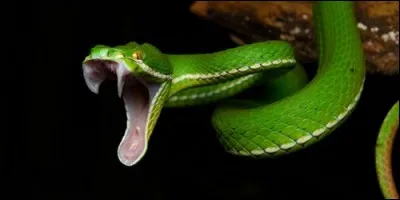 Les serpents hibernent.