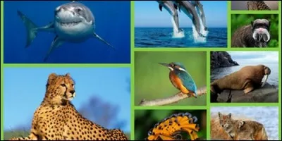 Quel animal africain est le cheval du fleuve ?