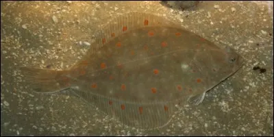 Comment s'appelle ce poisson plat benthique de la famille des Pleuronectidés vivant sur les fonds sablonneux ou vaseux, appelé aussi carrelet ?
