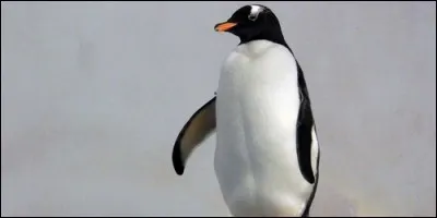 Combien d'oeufs pondent les femelles manchots ?