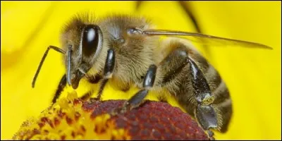 Les abeilles élaborent le miel à partir du nectar des fleurs.