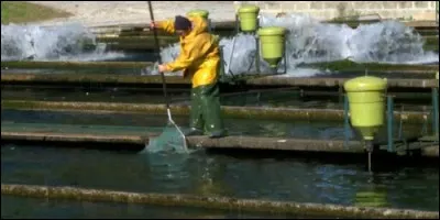 Quels animaux élèvent les pisciculteurs ?