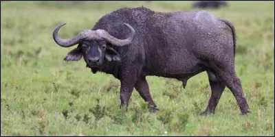 Le buffle est un ruminant.