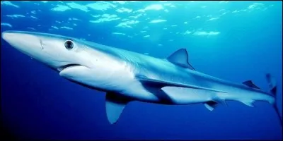 Quelle est la couleur du requin commun ?