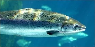 Dans quelle eau vit le saumon ?