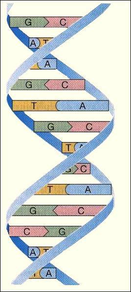 Que veut dire ADN ?