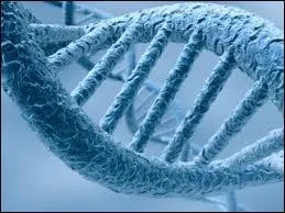 Quelle base azote des nuclotides de la molcule d'ADN est absente dans une molcule d'ARN ?