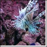 Ses pines dorsales sont venimeuses, elle est de la famille des ...