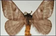 En Guyane, ce lpidoptre provoque :